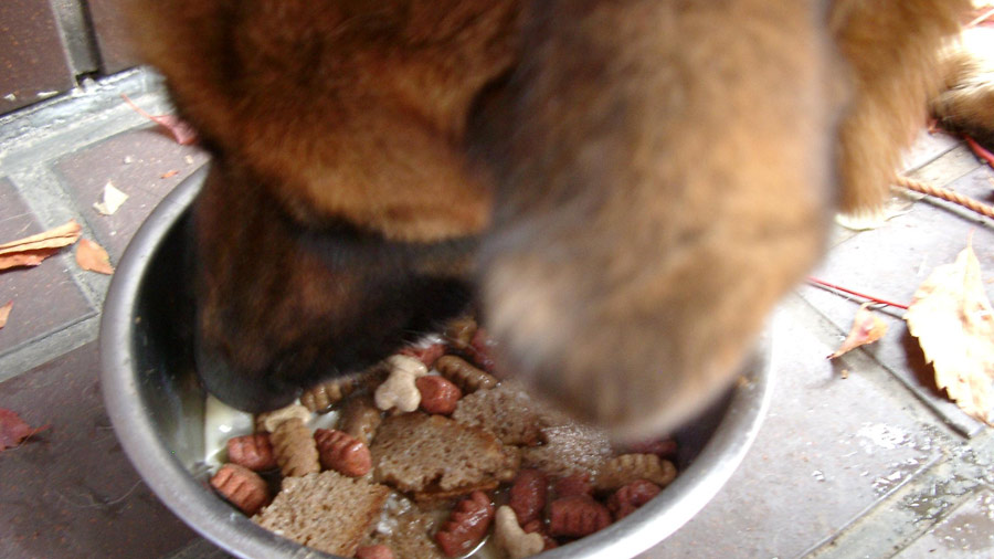 Dogs' Nutritional Needs: What, When and How to Feed Them