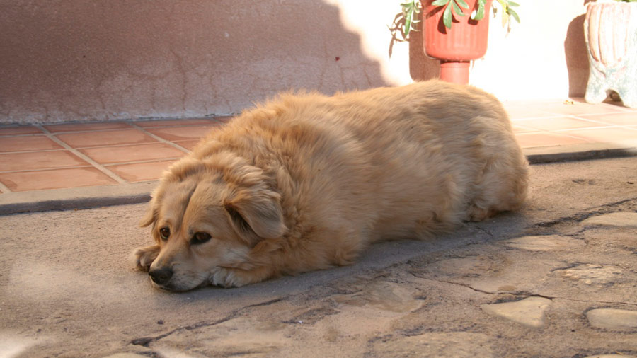 Managing Obesity in Dogs