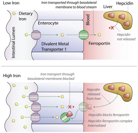 Intestinal iron absorption mechanisms for low and high serum iron levels