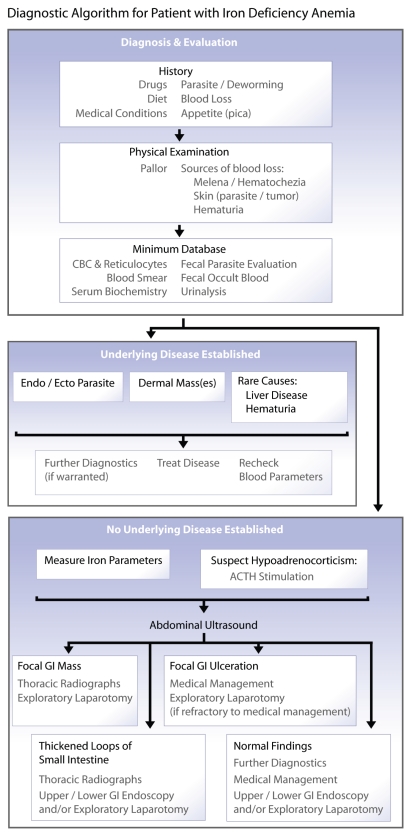 A diagnostic strategy for a patient suffering from iron deficiency anemia