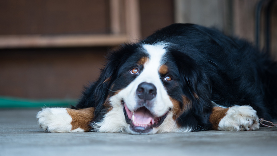 Adrenal Support for Dogs with Cushing's Disease: What You Need to Know