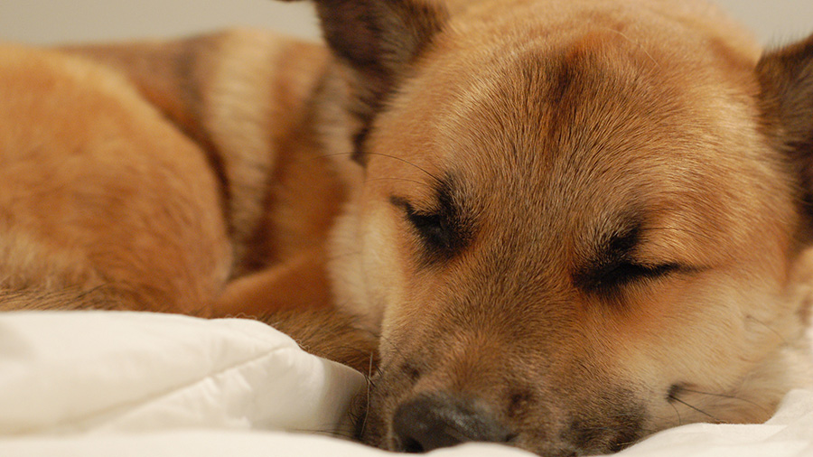 Melatonin for Dogs: Does Your Pet Need It?