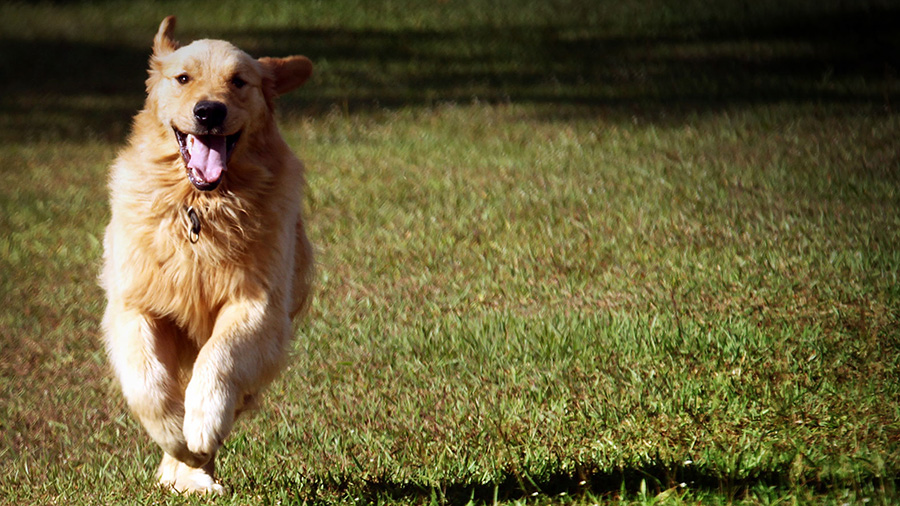 Colostrum for Dogs: How It Boosts Your Pet's Immune System