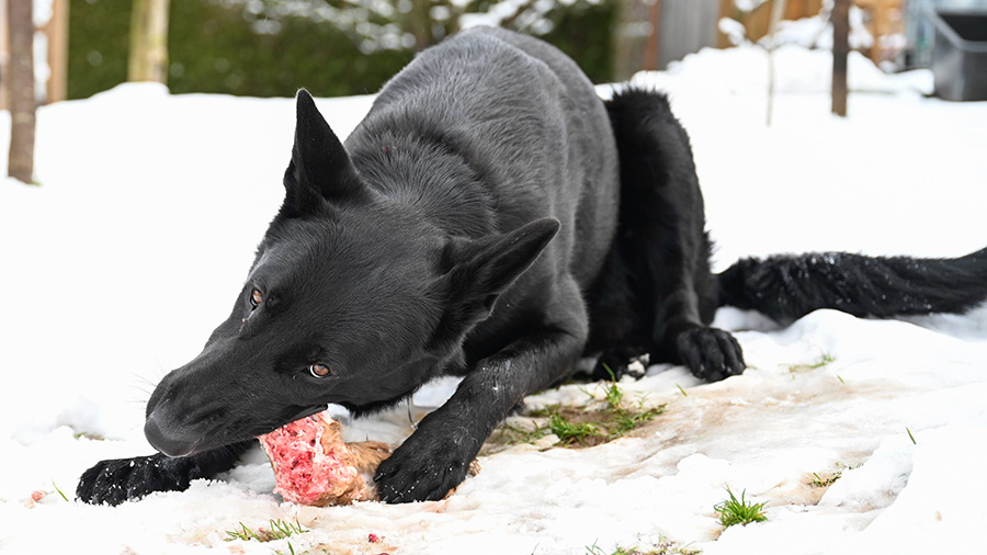 Raw Food Diet for Dogs: What You Need to Know