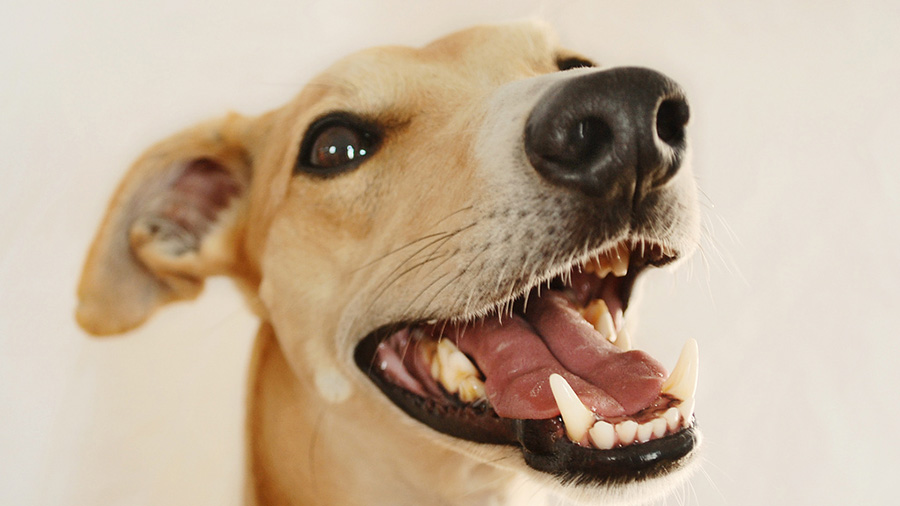 Dog Dental Care: What Your Pet Needs