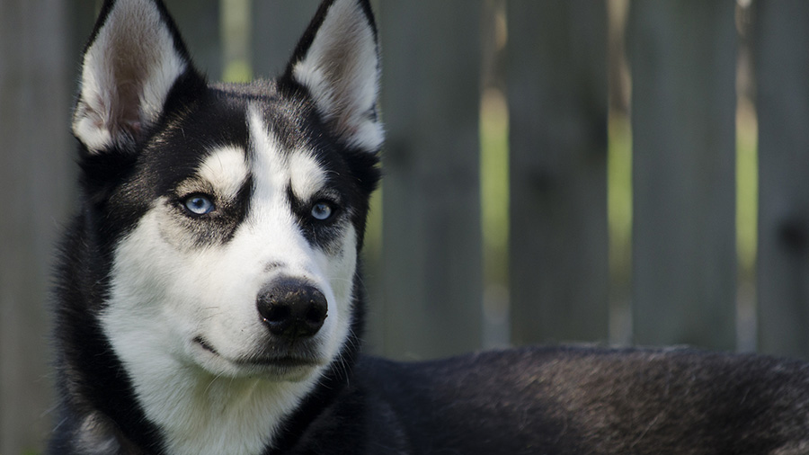 Conjunctivitis in Dogs: All You Need to Know About It