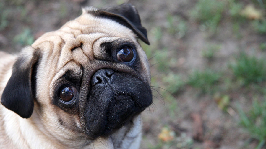 Cataracts in Dogs: How It Affects Your Pet's Vision