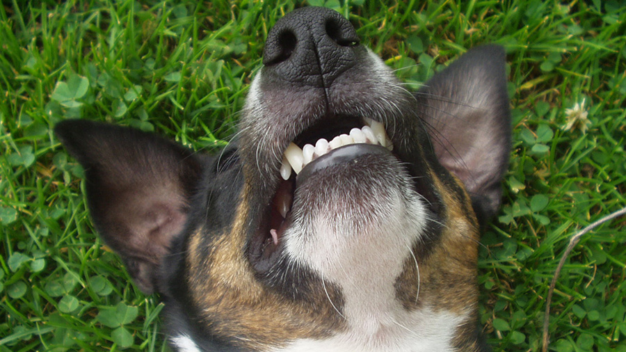 Dental Treats for Dogs: What Works for Your Pet