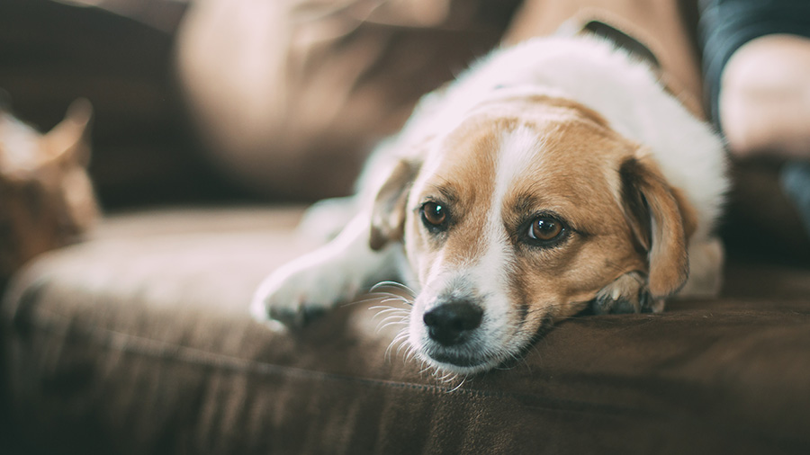 Epilepsy in Dogs: How to Protect Your Pet